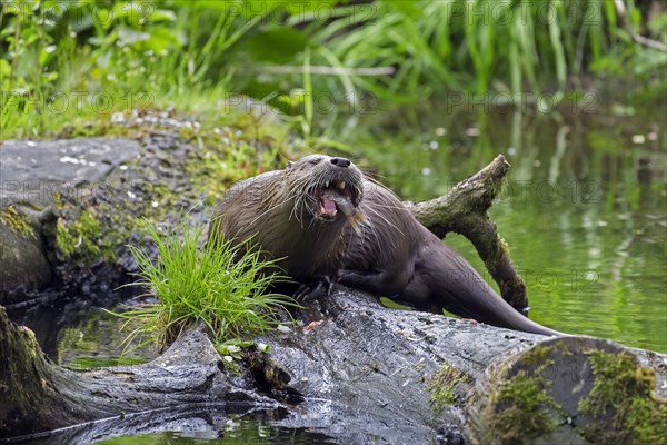 Eurasian otter