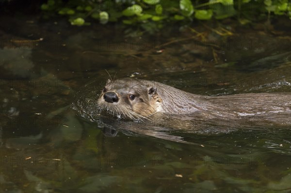 Eurasian otter