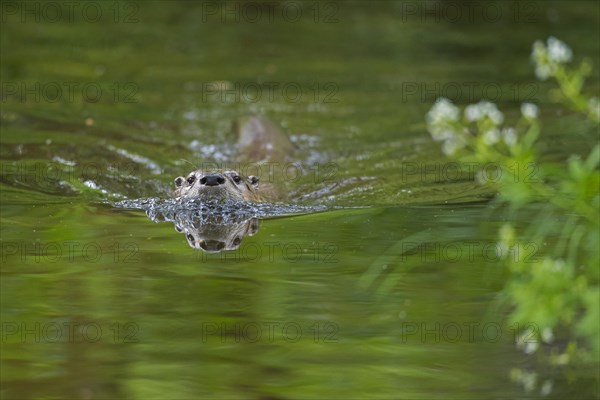 Eurasian otter