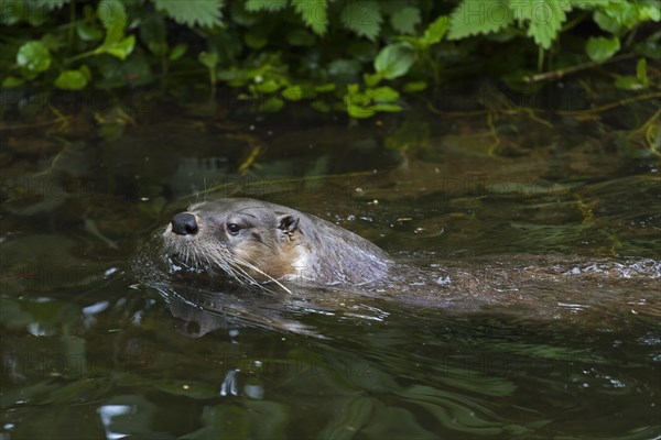 Eurasian otter