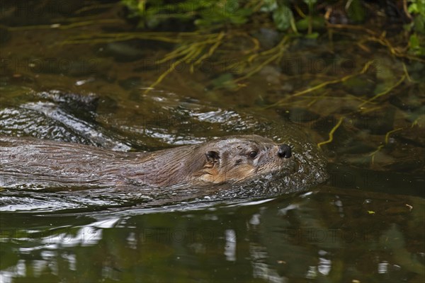 Eurasian otter