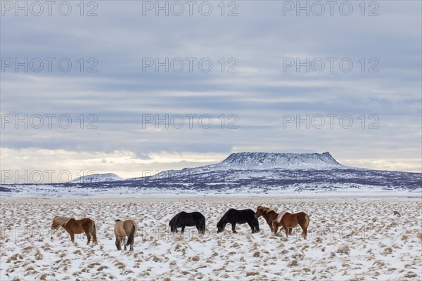 Icelandic horse