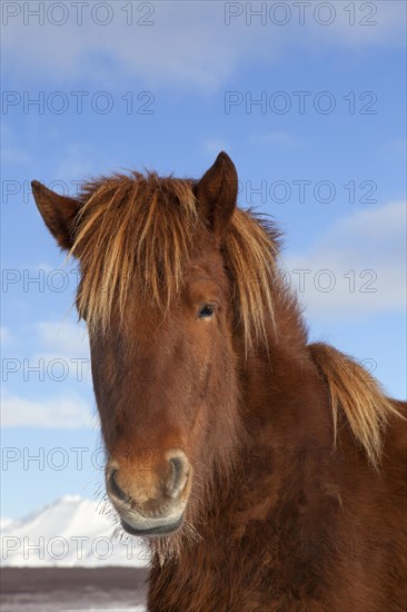 Icelandic horse