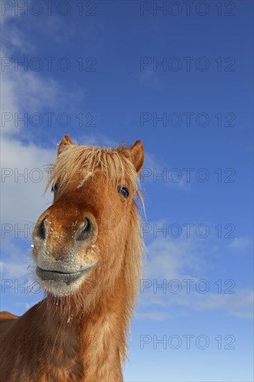 Icelandic horse