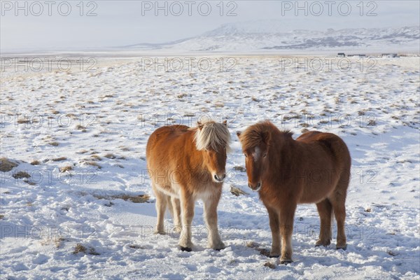 Two Icelandic horses