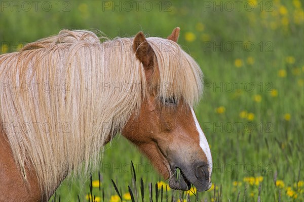 Close-up portrait of Palomino Icelandic horse