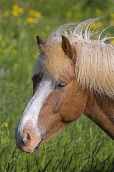 Close-up portrait of Palomino Icelandic horse