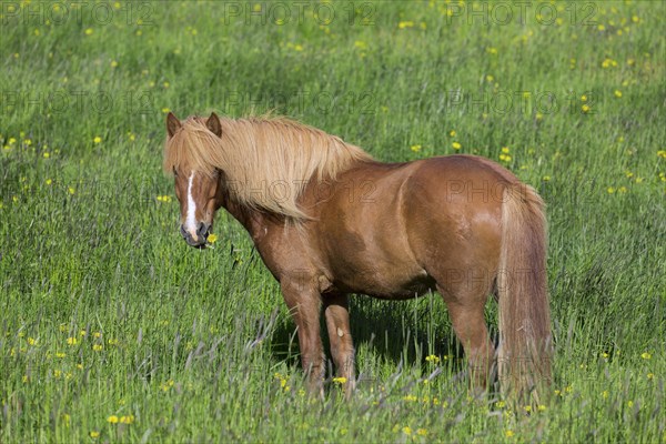 Brown Icelandic horse