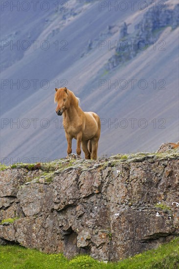 Brown Icelandic horse