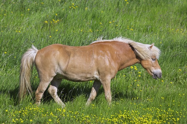 Palomino Icelandic horse