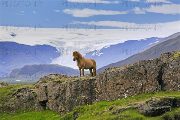 Brown Icelandic horse