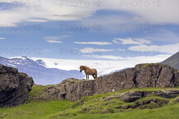 Brown Icelandic horse