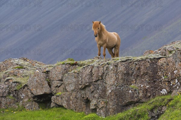 Brown Icelandic horse