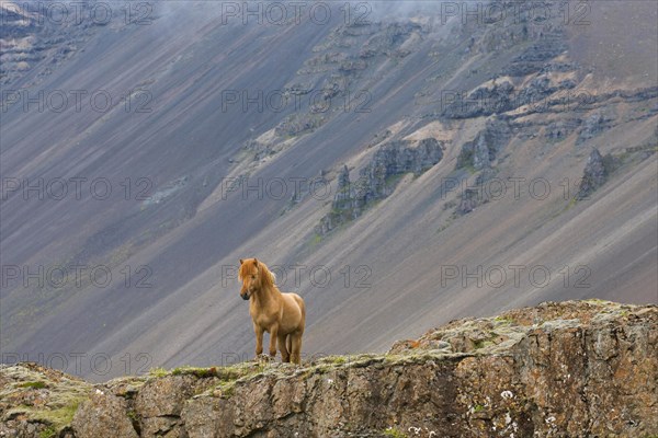 Brown Icelandic horse