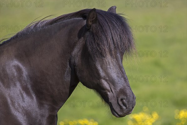 Close-up portrait of Bay Icelandic horse