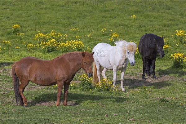Three Icelandic horses