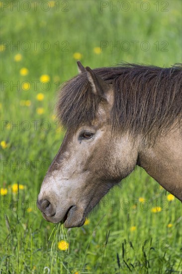 Close-up portrait of Icelandic horse