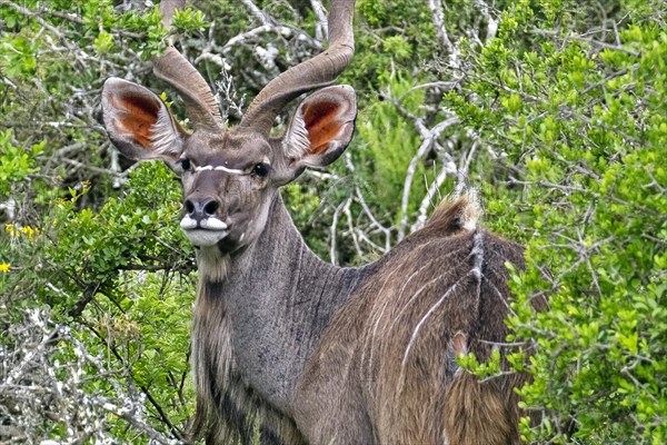 Male greater kudu