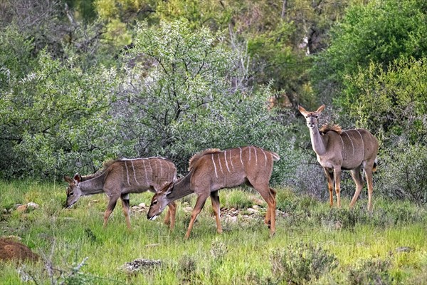 Three greater kudu