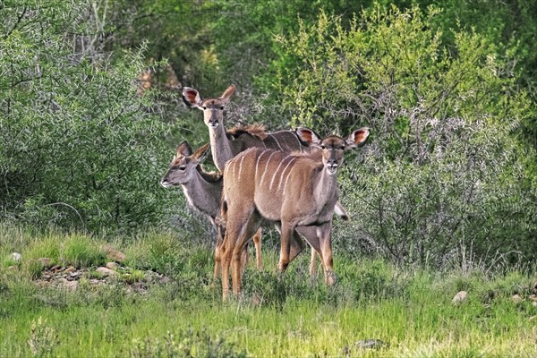 Three greater kudu