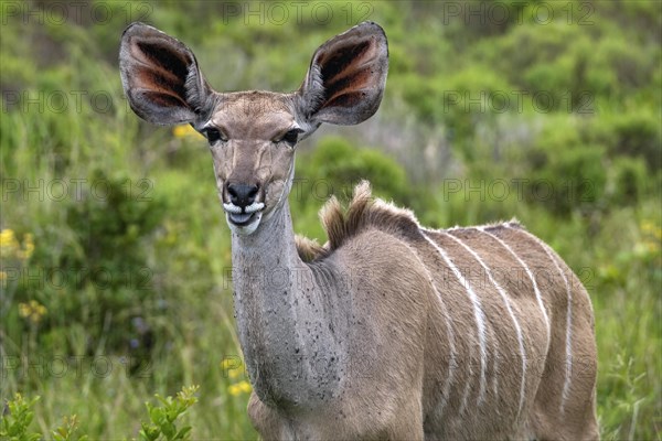 Greater kudu