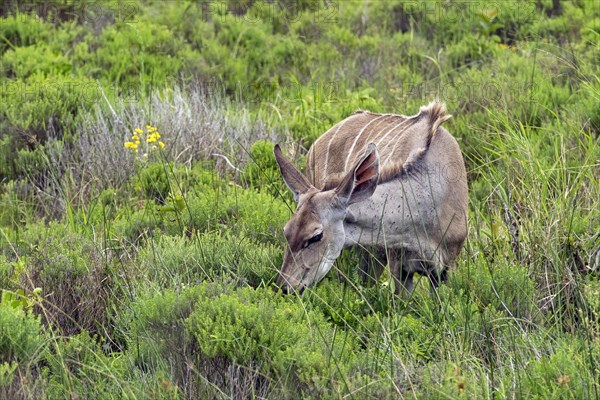 Greater kudu