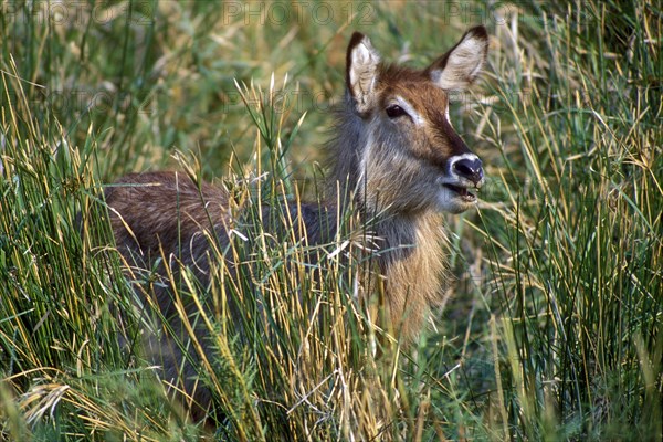 Waterbuck