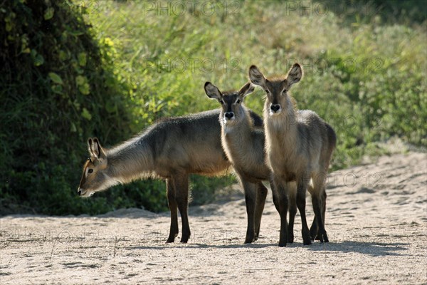 Waterbuck