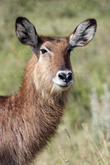 Female waterbuck