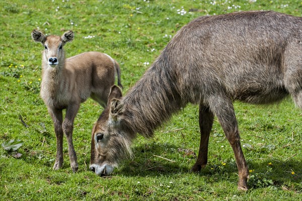 Waterbuck