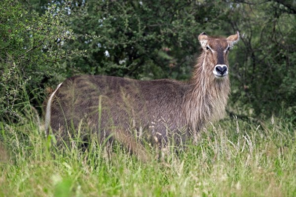 Waterbuck
