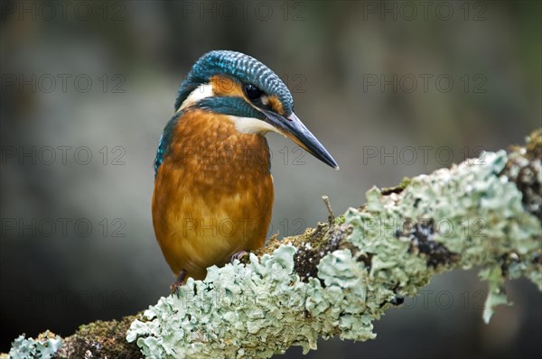 Common Kingfisher