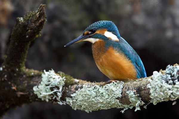 Common Kingfisher