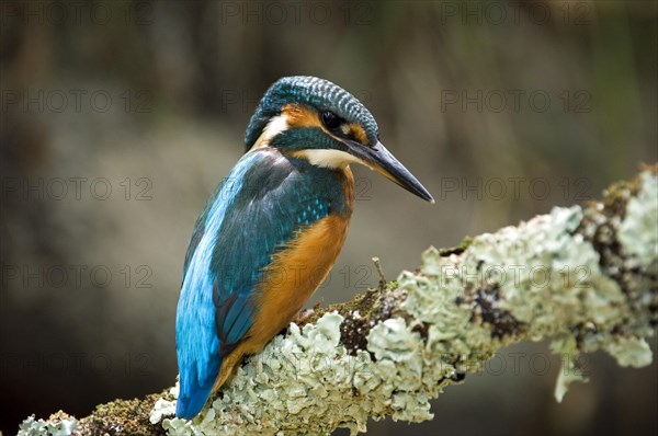 Common Kingfisher