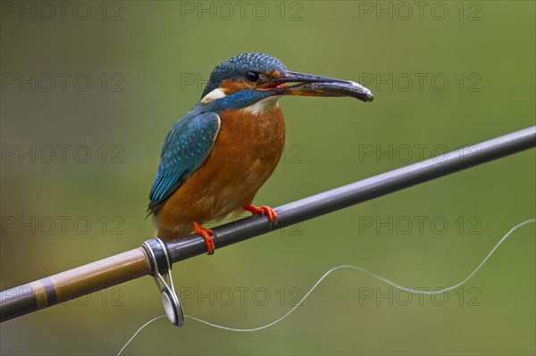 Common kingfisher