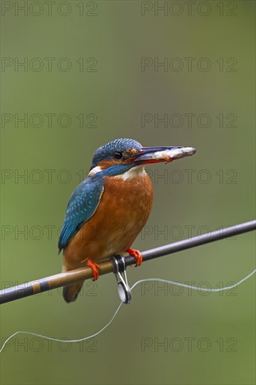 Common kingfisher