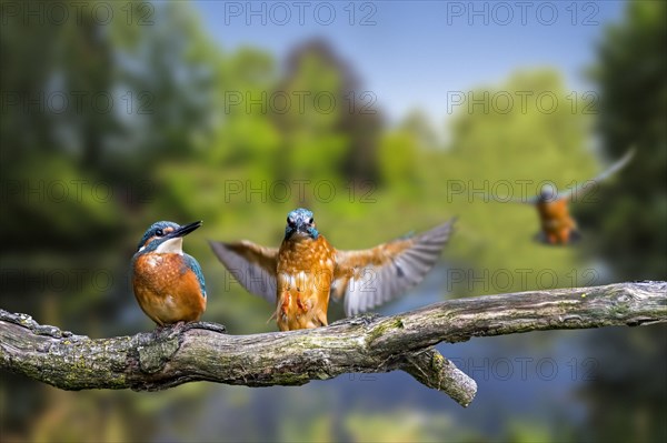 Sequence of common kingfisher