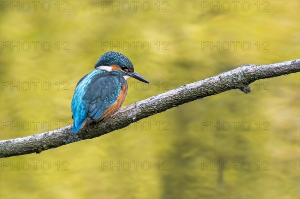 Common kingfisher