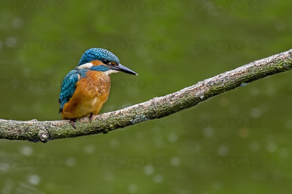 Common kingfisher