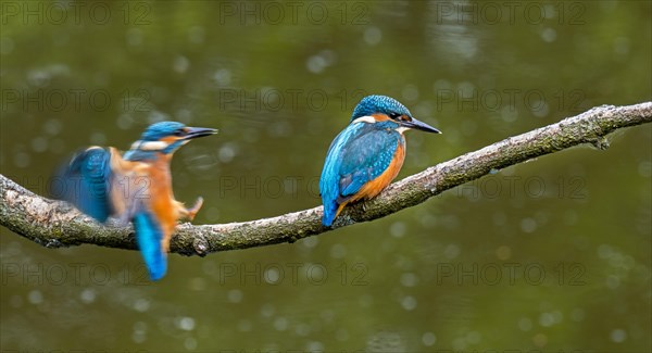 Two common kingfisher