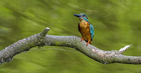 Common kingfisher