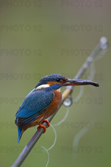 Common kingfisher