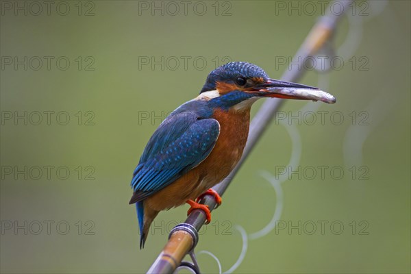 Common kingfisher