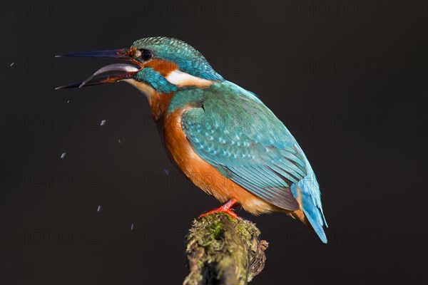 Common kingfisher