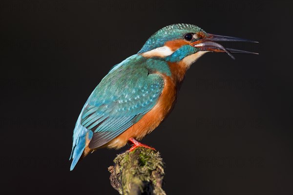 Common kingfisher