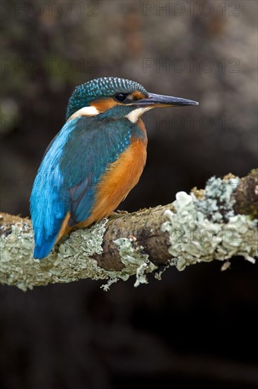 Common kingfisher