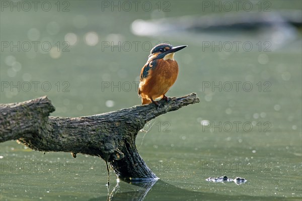 Common kingfisher