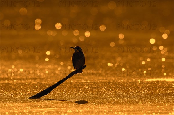 Common kingfisher