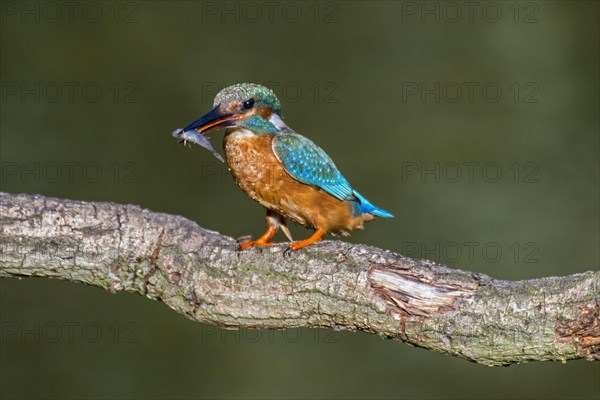 Common kingfisher