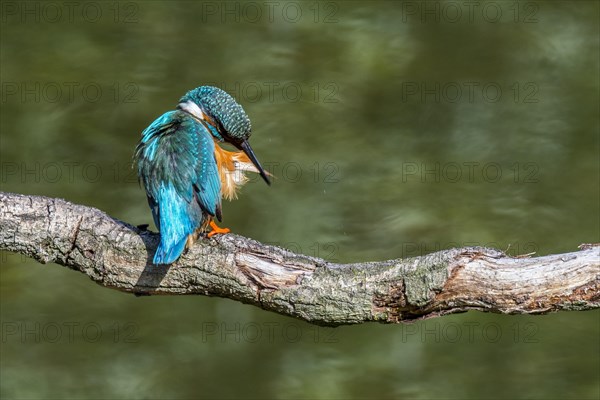 Common kingfisher